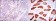 ABCG2 Primary Antibody MP30216 [M3G8]