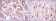 OTX2 Primary Antibody MP30218 [M1H12G8B2]