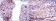 SMN1 Primary Antibody MP30220 [M2F1]