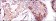 SMN1 Primary Antibody MP30222 [M5H1]