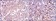 SMN1 Primary Antibody MP30222 [M5H1]