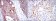KRT19 Primary Antibody MP30226 [M1H6]