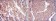 HSP90AB1 Primary Antibody MP30228 [M1D9]