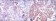 NFKB1 Primary Antibody MP30234 [M5D10D11]