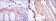ACTA2 Primary Antibody MP30235 [M4A4]