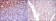 CD15 Primary Antibody MP30239 [M4E10]