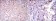 CD133 Primary Antibody MP30240 [M3F10]