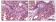 EphA1 Primary Antibody MP20053 [M5D2]