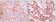 SNCG (breast cancer-specific protein 1) Primary Antibody MP20084 [M1H10D2]