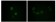 ApoM Primary Antibody MP20116 [M8F12C6B8]