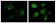 TYRO3 Primary Antibody MP20135 [M1C10E8]