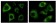 Cytokeratin (Pan) Primary Antibody MP20143 [M7H8C4]