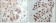 HDAC3 Primary Antibody MP20260 [M3A7B5]