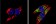 Anti-BACE1 / BACE Antibody MX-C355637