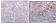 BTK Primary Antibody MP20132 [M7F12H4]