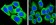 GAPDH Primary Antibody MP20035 [M1A10]