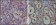 GAPDH Primary Antibody MP20035 [M1A10]