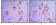 ETS1 Primary Antibody MP30019 [M10D2]