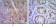 ST13 Primary Antibody MP20419 [M3B10]