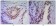 NKX3A Primary Antibody MP30027 [M4H4]