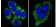 Cytokeratin 8 Primary Antibody MP20280 [M8A5D12]