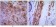 VCAM1 Primary Antibody MP30045 [M6G9]