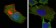 GSTP1 Primary Antibody MP20099 [M3F2C2]