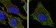 S100A10/P11 Primary Antibody MP20120 [M4E7E10]