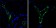 CD31 Primary Antibody MP20131 [M2F7B2]