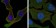Calreticulin Primary Antibody MP20181 [M1G6A7]