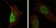 MDM4 Primary Antibody MP20247 [M2D10F4]