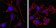 beta-Actin Primary Antibody MP20270 [M8H10D10]