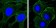 KDR Primary Antibody MP20394 [M4B4]
