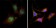 CTNNB1 Primary Antibody MP20412 [M4D5]