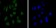 CHD3 Primary Antibody MP20422 [M2G4]
