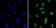 CBX1 Primary Antibody MP20425 [M5A3]