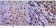 CDC2 Primary Antibody MP30038 [M8C5A6]