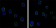 CD19 Primary Antibody MP30039 [M2E2]