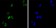 GATA1 Primary Antibody MP30047 [M4F5]