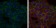 BLNK Primary Antibody MP30232 [M5G9]