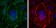 ACTA2 Primary Antibody MP30235 [M4A4]