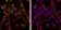 CCT2 Primary Antibody MP30274 [M5B5C4]