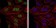 BMI1 Primary Antibody MP30285 [M3E3]