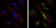 SOX9 Primary Antibody MP30305 [M1B11]