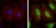 NEDD8 Primary Antibody MP30314 [M1A7]