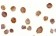 Anti-BTK Antibody (N-Terminus) MX-C455