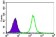 HNRNPU Primary Antibody MP20440 [M1C5H11]