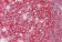 Anti-BCHE / Cholinesterase Antibody (aa29-150, Biotin) MX-C298392