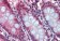 Anti-BACE2 Antibody (aa44-59) IHC-plus™ MX-B3747