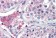 Anti-BACE2 Antibody (aa44-59) IHC-plus™ MX-B3747